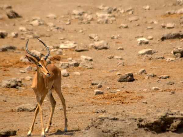 South Africa wildlife tour, sharks and aardvarks