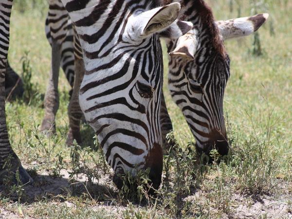 Tanzania culinary tour
