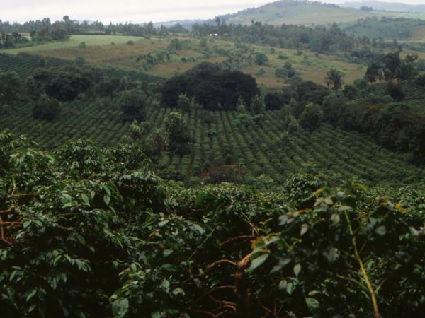 Tanzania culinary tour