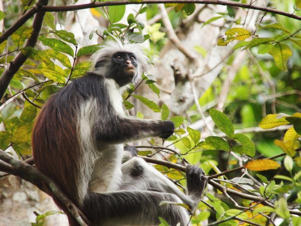 Zanzibar adventure holiday, 5 days