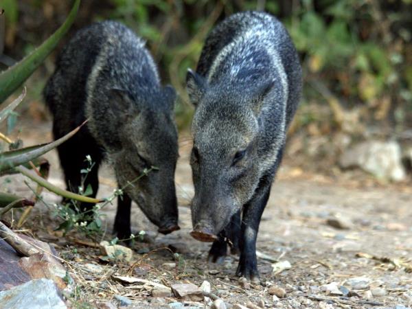 Peru wildlife tour with Machu Picchu