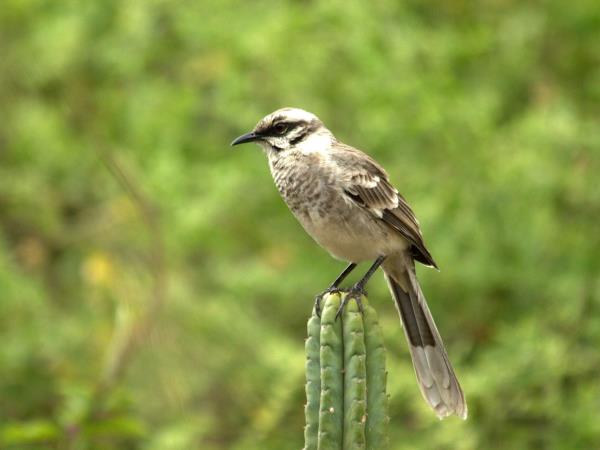 Peru wildlife tour with Machu Picchu