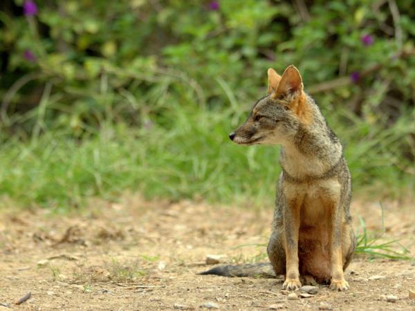 Peru wildlife tour with Machu Picchu