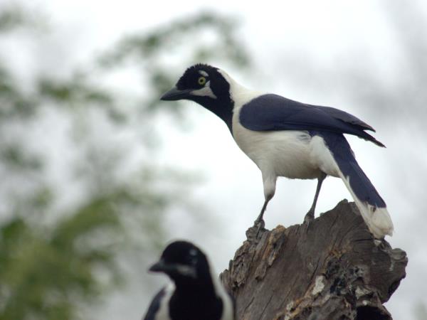 Peru wildlife tour with Machu Picchu