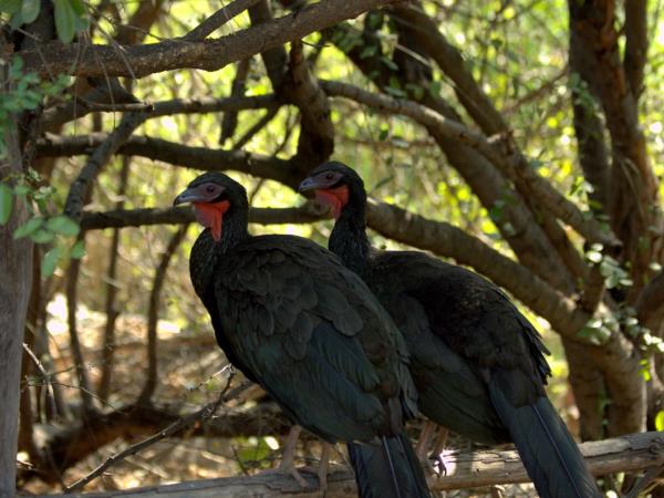 Peru wildlife tour with Machu Picchu