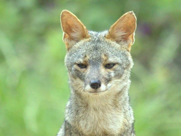 Peru wildlife tour with Machu Picchu
