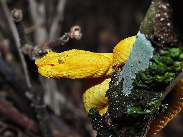 Ecuador herping photography tour