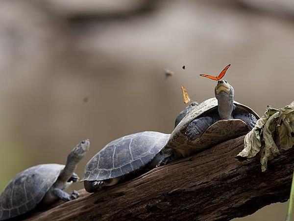 Ecuador herping photography tour