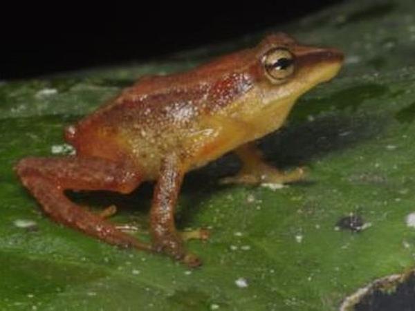 Ecuador herping photography tour
