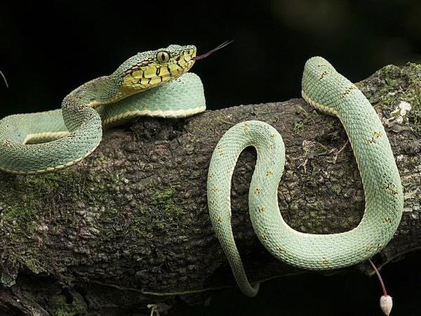 Ecuador herping photography tour