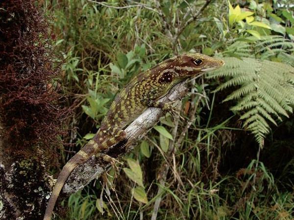 Ecuador herping photography tour