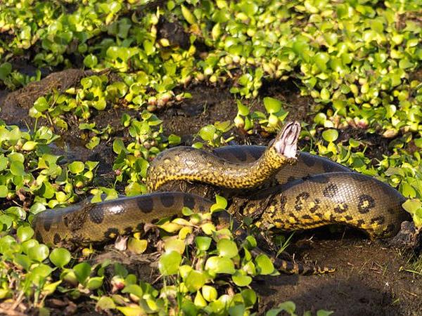 Ecuador herping photography tour