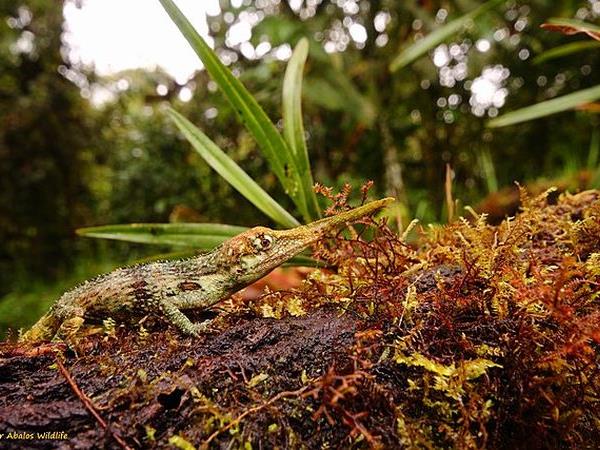 Ecuador herping photography tour