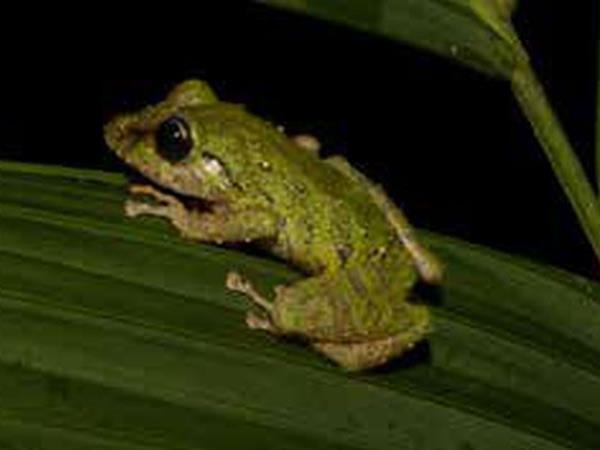 Ecuador herping photography tour