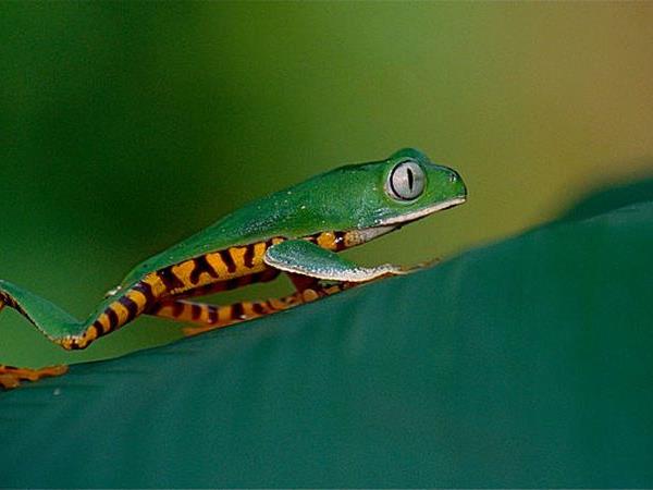 Ecuador herping photography tour