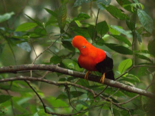 Peru wildlife holiday, Amazon to Andes