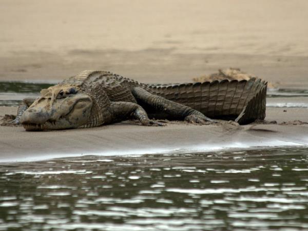 Peru wildlife holiday, Amazon to Andes