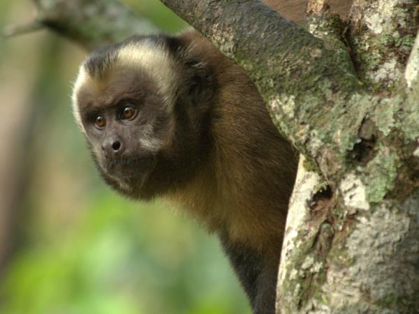 Peru wildlife holiday, Amazon to Andes