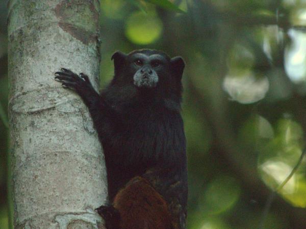 Peru wildlife holiday, Amazon to Andes