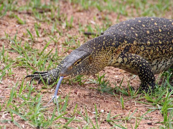 Bulago Island tour in Uganda