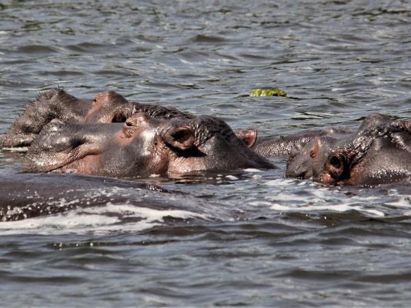 Bulago Island tour in Uganda