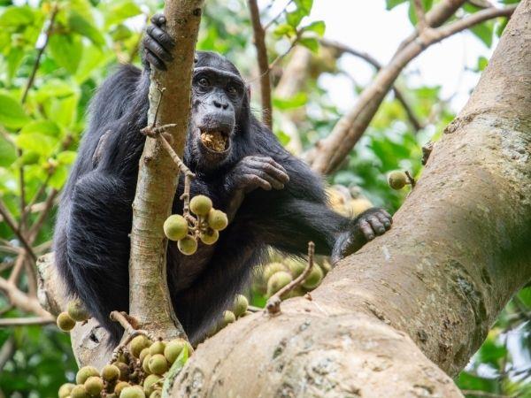 Bulago Island tour in Uganda
