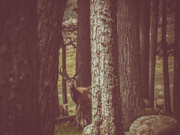 Scotland wildlife and astronomy holiday