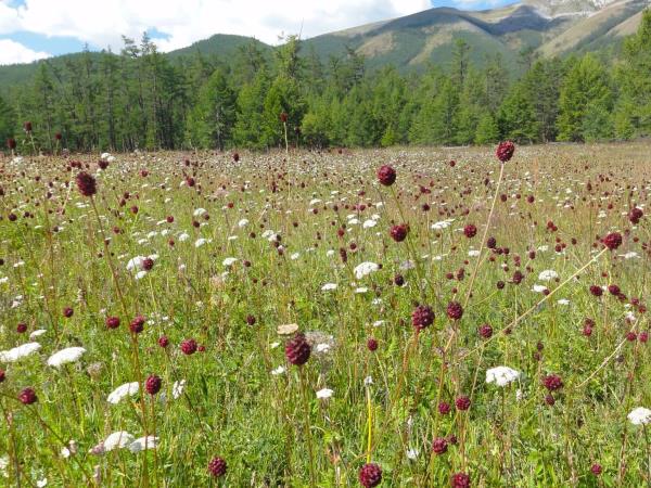 Yoga holiday in Mongolia