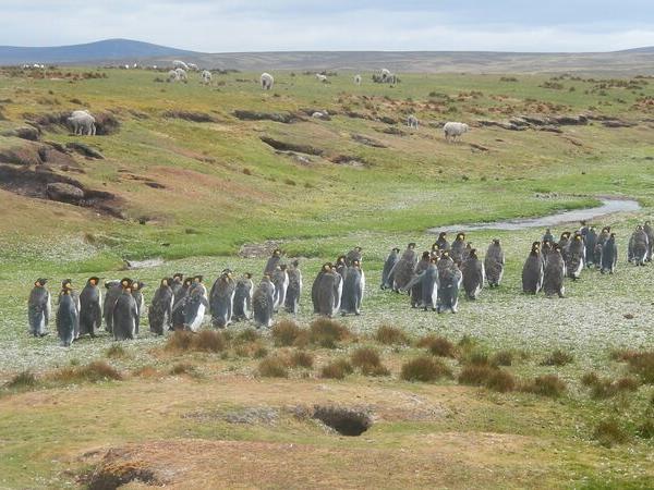 2022 Antarctica, South Georgia & Falklands cruise