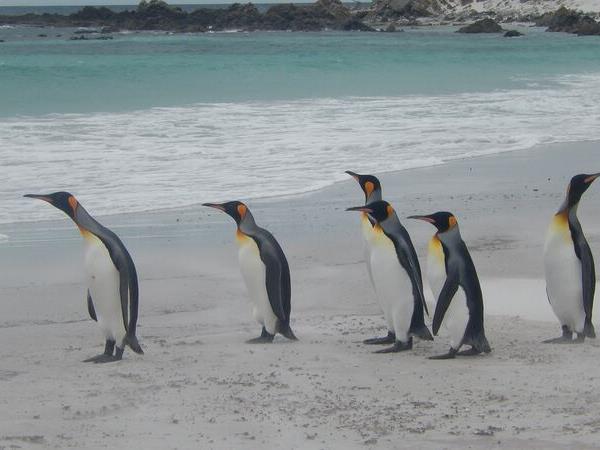 2022 Antarctica, South Georgia & Falklands cruise