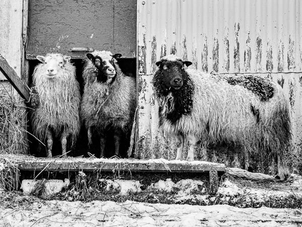 Winter photography tour in Iceland