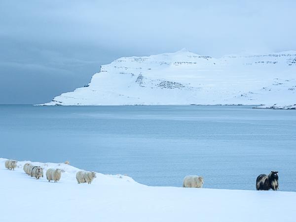 Winter photography tour in Iceland