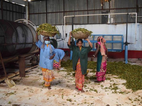 India permaculture volunteering on a tea plantation
