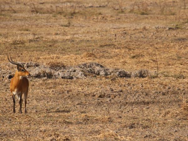Senegal rare wildlife safari