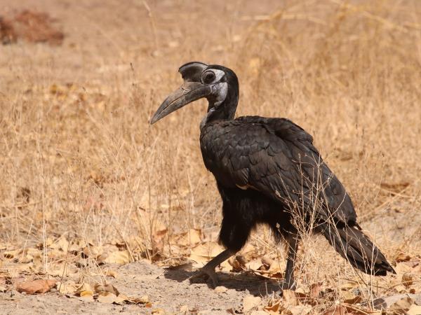 Senegal rare wildlife safari