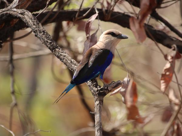 Senegal rare wildlife safari
