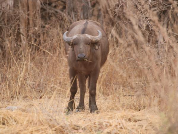 Senegal rare wildlife safari