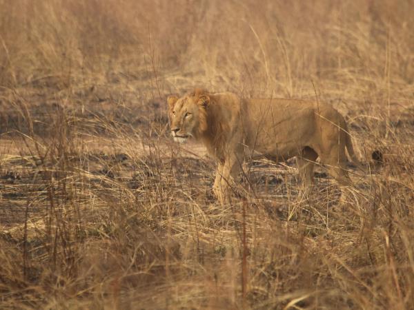 Benin remote safari in Pendjari National Park