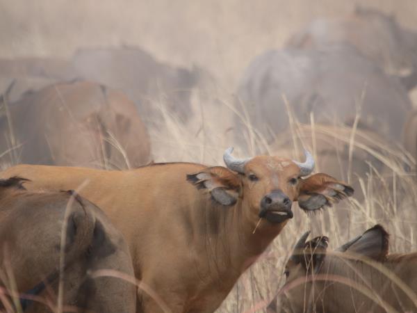 Benin remote safari in Pendjari National Park