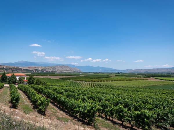 Greece food tour