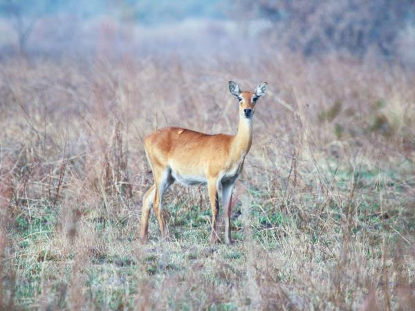 Cameroon 7 day safari holiday