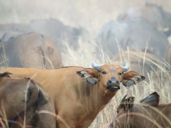 Cameroon 7 day safari holiday