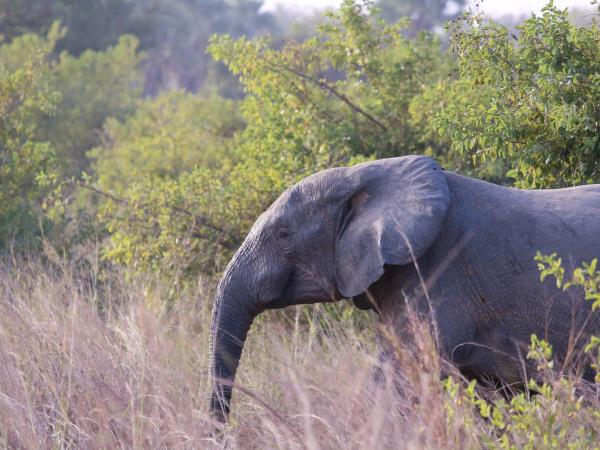 Cameroon 7 day safari holiday