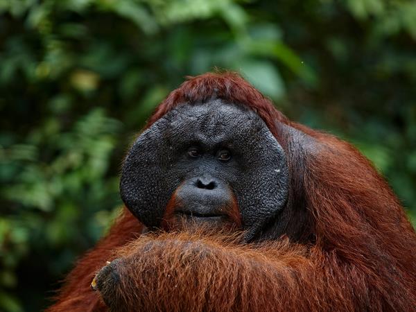 Indonesia orangutan and komodo dragon holiday
