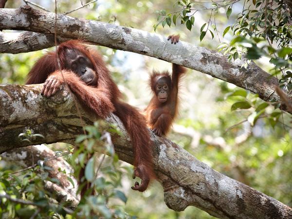 Indonesia orangutan and komodo dragon holiday