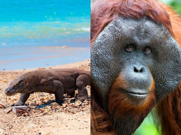 Indonesia orangutan and komodo dragon holiday