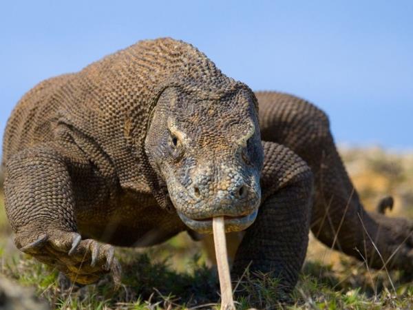 Indonesia orangutan and komodo dragon holiday