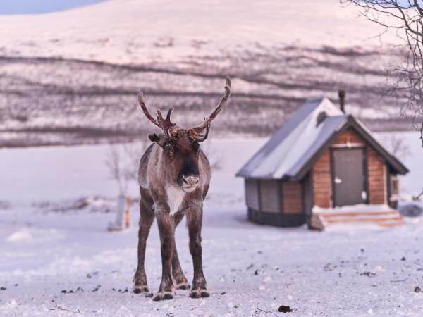 Northern Lights holiday, glass igloo stay