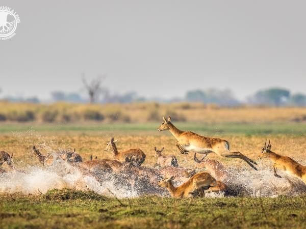 Zambia luxury safari holiday