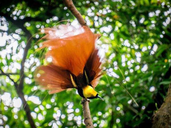 Papua New Guinea culture & history expedition
